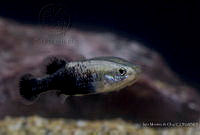 IMDOC2211 Allotoca dugesii.jpg