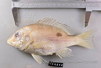 RQTG1317 Lutjanus campechanus.jpg