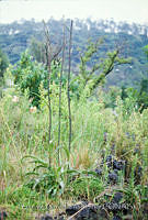 FGM1811 Manfreda pringlei.JPG
