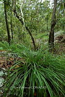 ME010 KV 02685 Nolina microcarpa.jpg