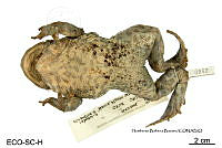 ME006 herp SCLC 0006 Bufo bufo - (Linnaeus, 1758).jpg