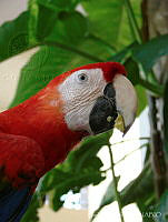 CGL3518 Ara macao.jpg