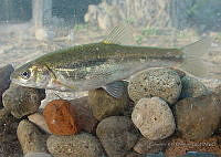 GRC HA022 0077 Gila brevicauda.jpg