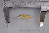 RQTG1133 Poecilia latipunctata.jpg