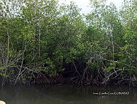 LM019 0497 Rhizophora mangle.jpg