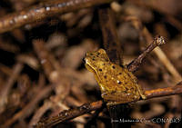 IMDOC0081 Tlalocohyla smithii.jpg