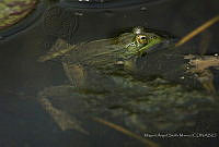 MASM08191 Lithobates neovolcanicus.jpg