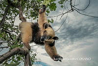 MN6F0200 Tamandua mexicana.jpg