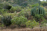 3R 00787 Pachycereus weberi y arboles de cazahuate.jpg
