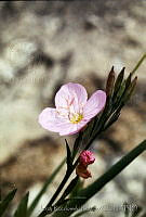 252 Oenothera rosea.jpg