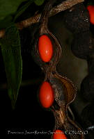 FJRS0127 Erythrina standleyana.jpg