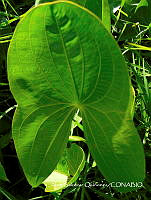 ZG007 0225 Sagittaria macrophylla.jpg