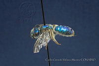 CGVM1219 Paragapostemon coelstinum.jpg