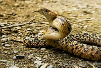 MDL0304 Pituophis catenifer.jpg