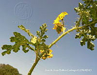 JJBC0506 Solanum rostratum.JPG