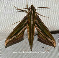 VHTH040 Xylophanes titana.JPG