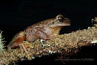 JEPS039 Plectrohyla sagorum.jpg