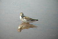 MGaves 182 Calidris mauri.jpg