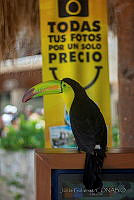 JG01 Ramphastos sulfuratus.jpg