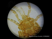 MVG 0008 Mesostigmata.JPG
