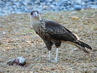 MCS IM0040 Caracara plancus.jpg