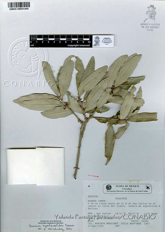 Quercus (Quercus) hypoleucoides