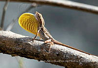 AAKVDH003 Anolis sp..jpg