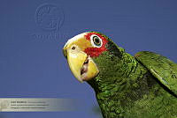 08_CNS0023 Amazona xantholora.jpg