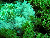 RYP0255 Corallina vancouveriensis y Zonaria farlowii.jpg