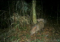 ILT0056 Pecari tajacu.jpg