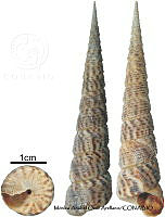 KT014 0876 Turritella leucostoma.JPG