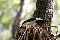 XVP0037 Cyanocorax dickeyi.jpg