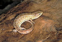 GC0007 Barisia imbricata.jpg