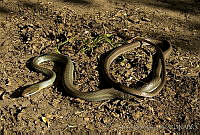 MDL0088 Masticophis bilineatus.jpg