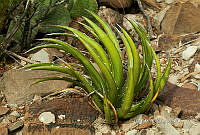 3R 01275 Agave.jpg