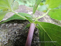 JF092 1261 Achimenes longiflora.jpg