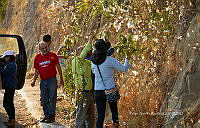 FBA1322 Gossypium hirsutum.jpg