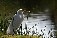 IMDOC3755 Ardea alba.jpg