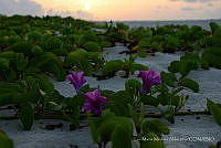 LMMA001 Ipomoea pes-caprae.jpg