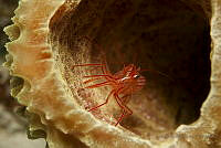 IDG1580 Rhynchocinetidae.jpg