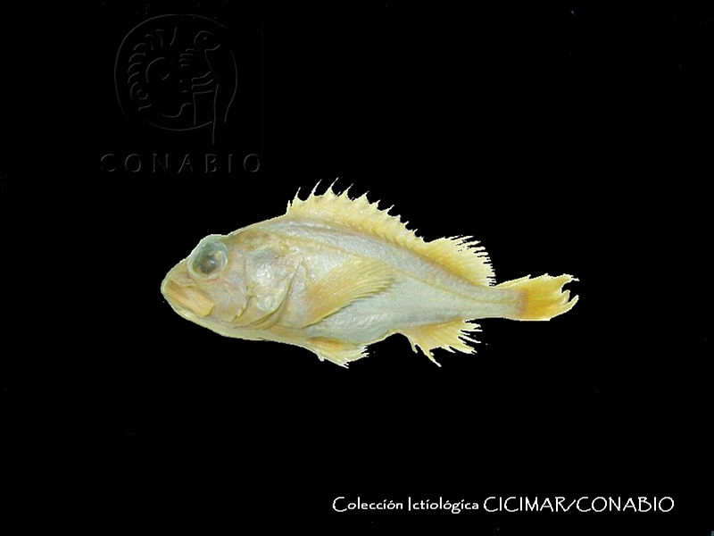 CICIMAR0471%20Sebastes%20cortezi.jpg.rSfaoJT0MVkRcy9hQA3g0JtbmFja29CbnFuZ3NAbXJ6LGtwZwA.1JfVUwi7ME