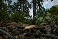 IDG1793 Agaricus sylvaticus.jpg