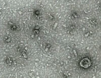 PDA0154 Physalis ixocarpa.JPG