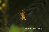 JCC0246 Micrathena gracilis.JPG