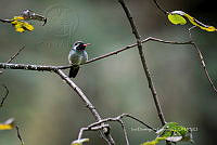 IDG1783 Basilinna leucotis.jpg