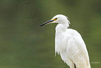 MASM07281 Egretta thula.jpg