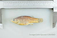 SGQ0899 Goodea atripinnis.jpg