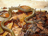 APM0025 Thamnophis proximus.jpg