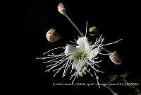 Atleq 0736 Capparis sp..jpg