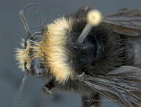 JAMR017 Bombus vosnesenskii.jpg